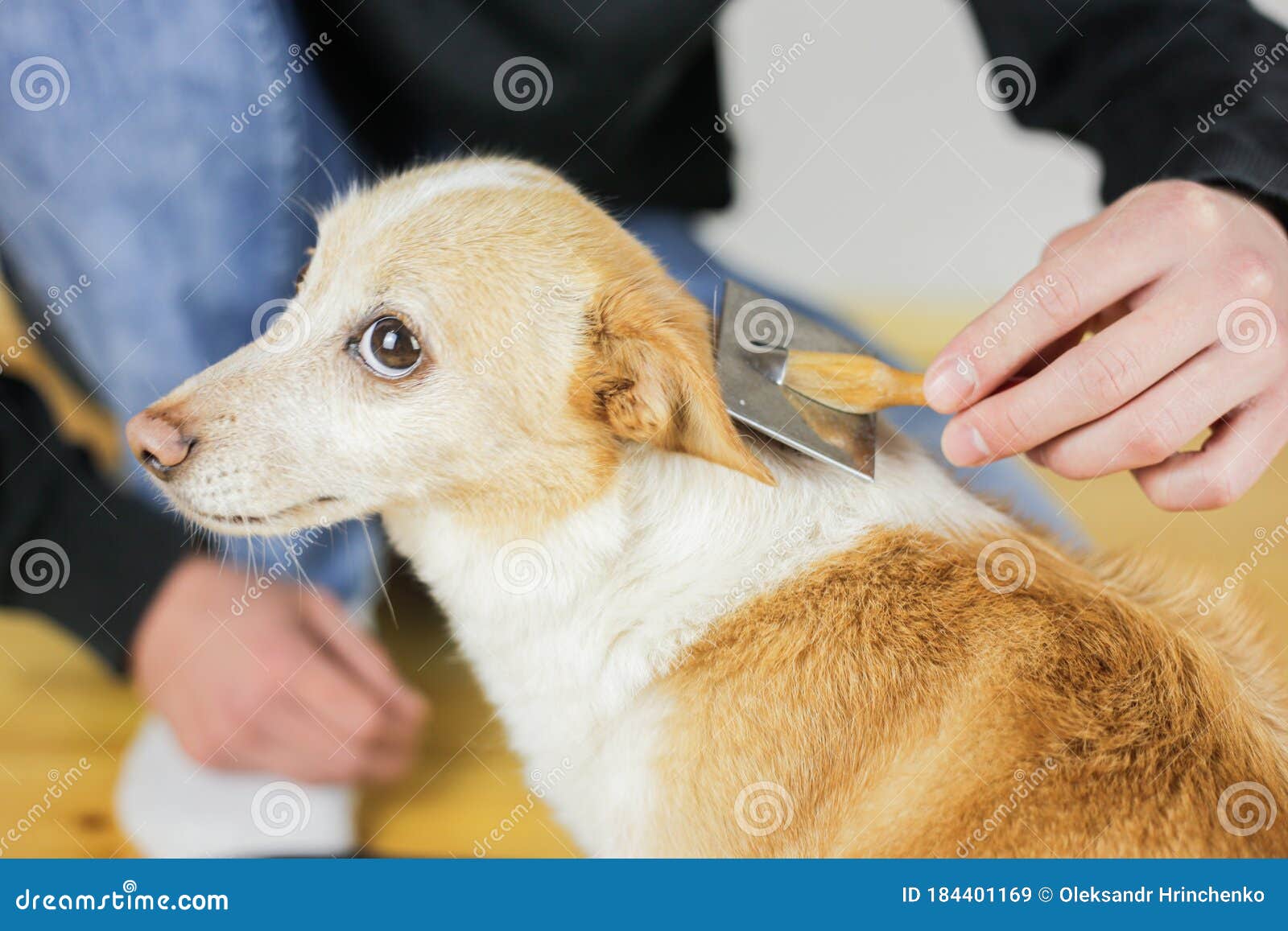 Combing a Dog’s Coat. Dog Hairstyle. Pet Care Stock Image - Image of ...