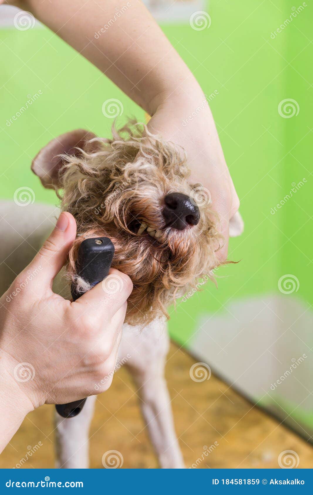 Combing Hair Brush on the Dog`s Face Stock Image - Image of procedure ...