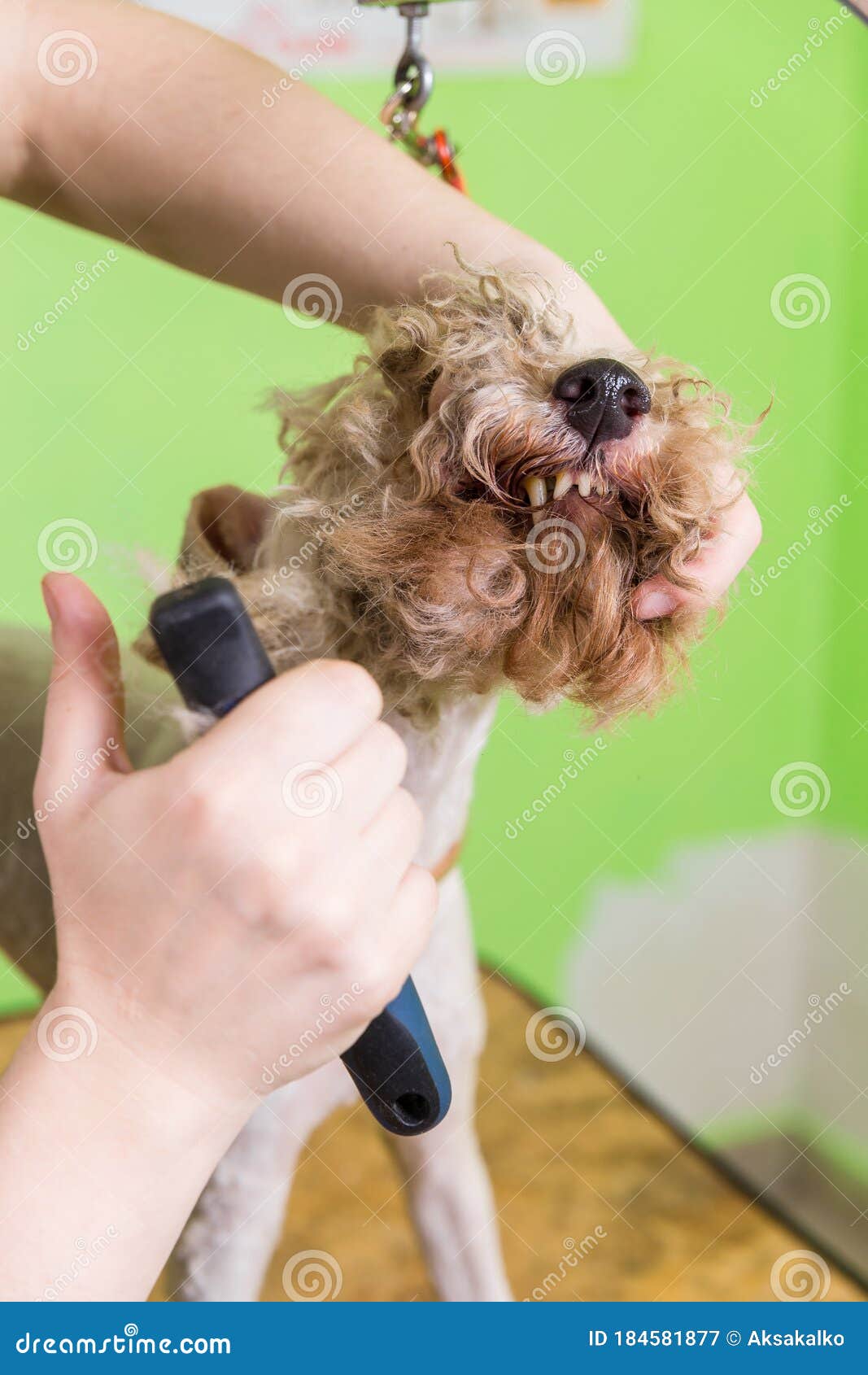 Combing Hair Brush on the Dog`s Face Stock Image - Image of profession ...