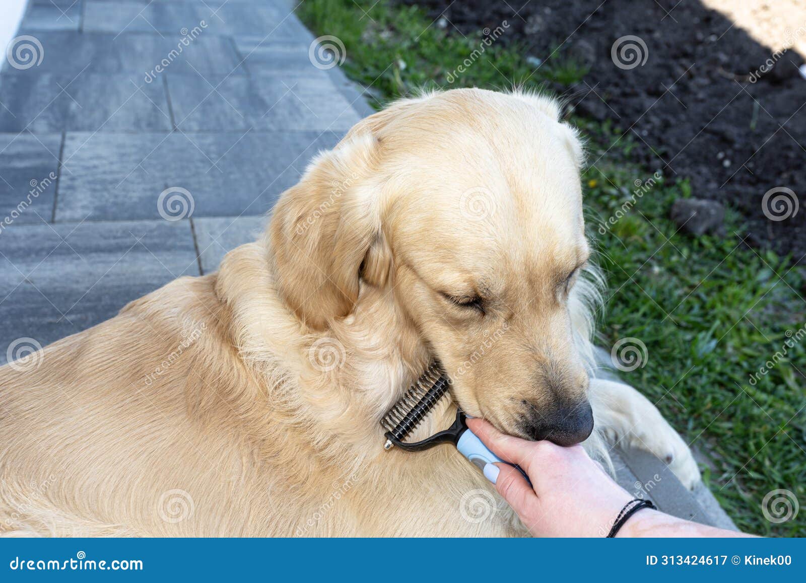 combing the undercoat with a special comb of a young male golden retriever sitting on a terrace.