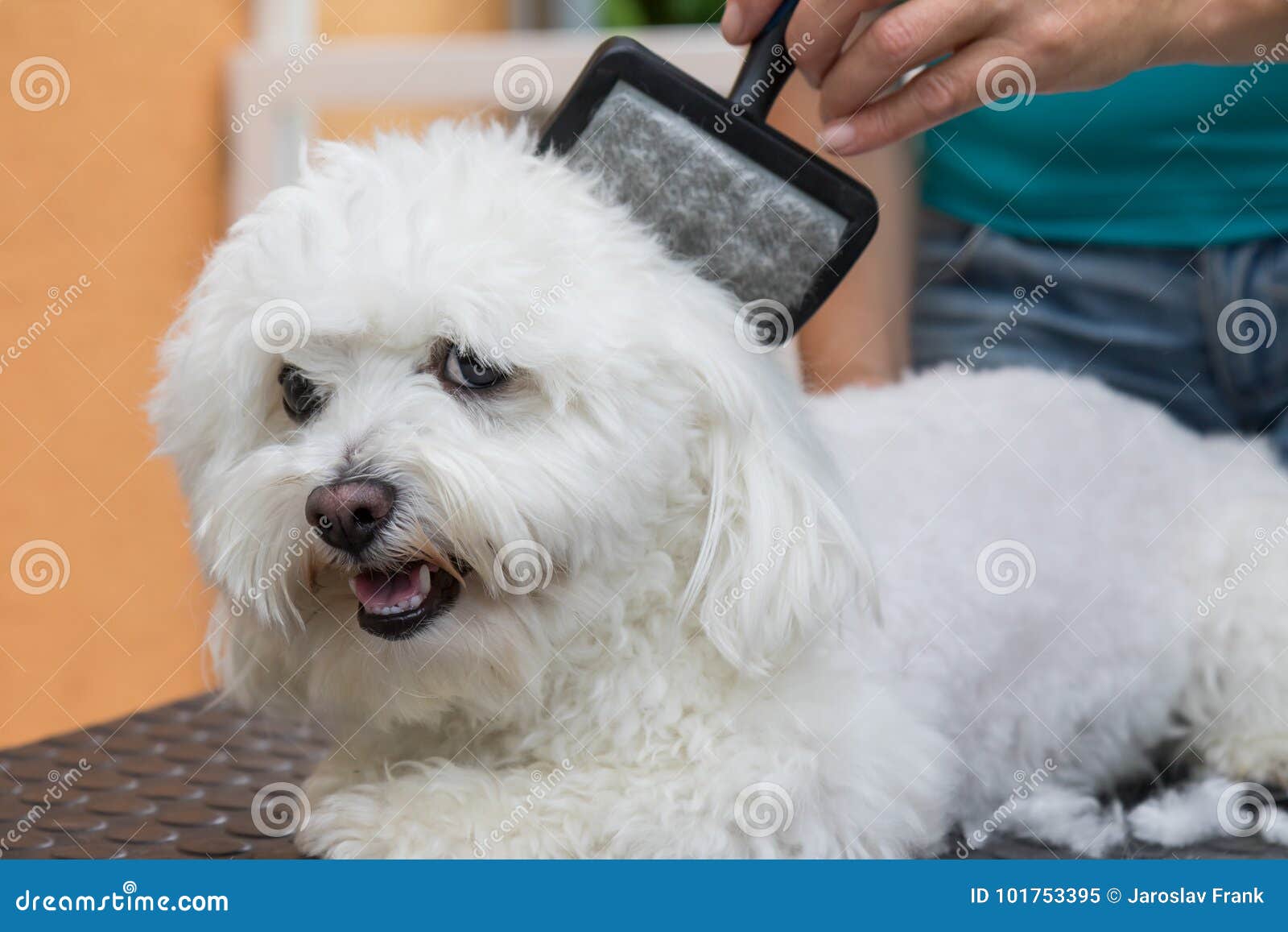 Combing a White Bolognese Dog Closeup Stock Image Image of combing