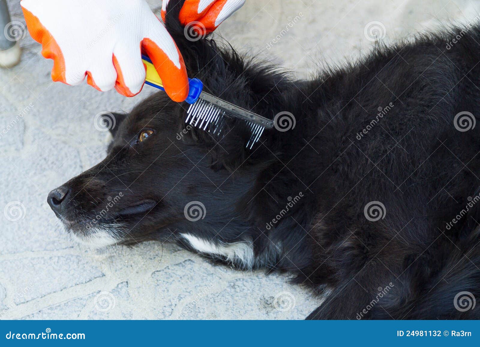 Combing wool dog stock photo. Image of brushing, combed 24981132