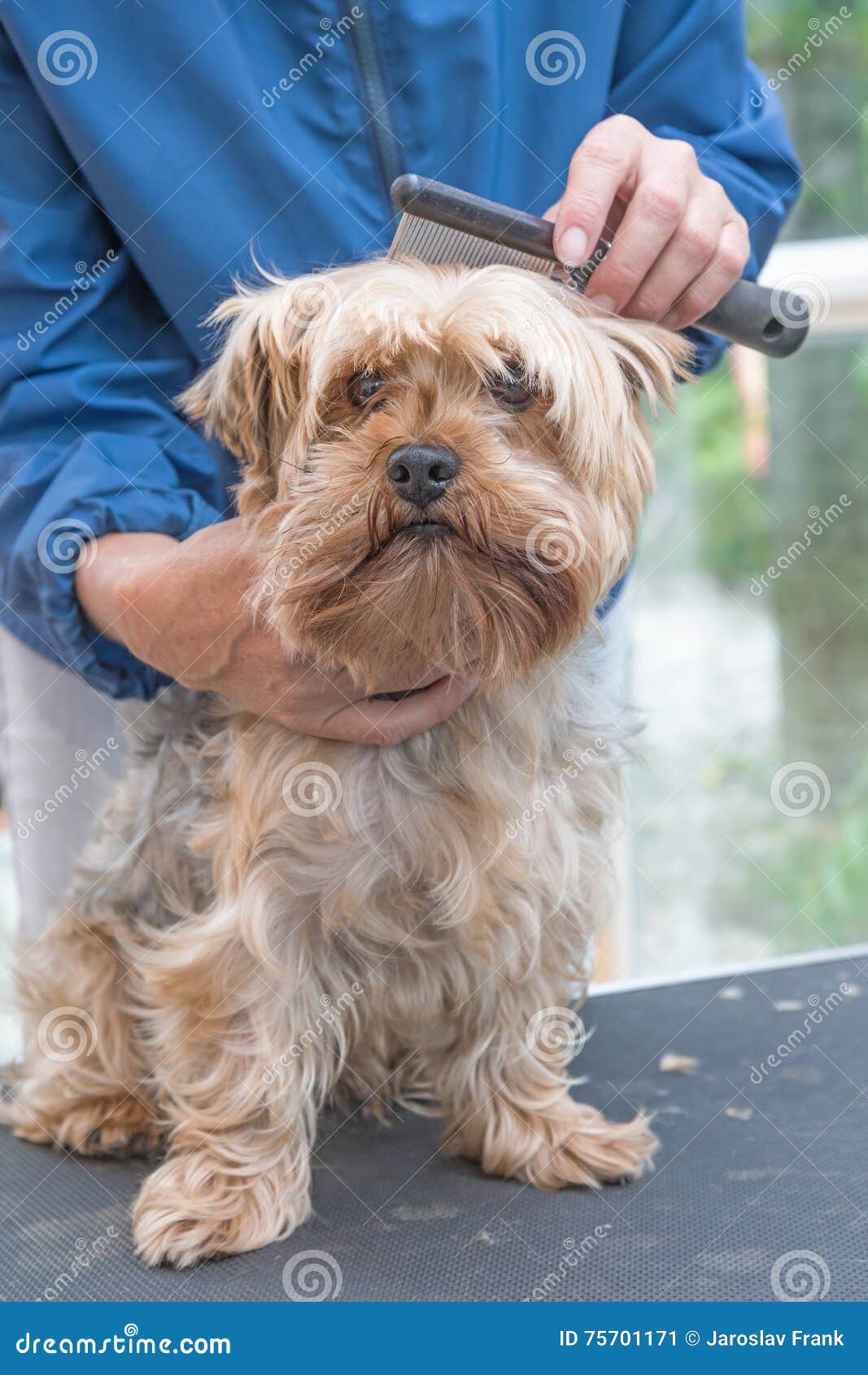 Combing Yorkshire Terrier Dog. Vertically. Stock Image Image of view