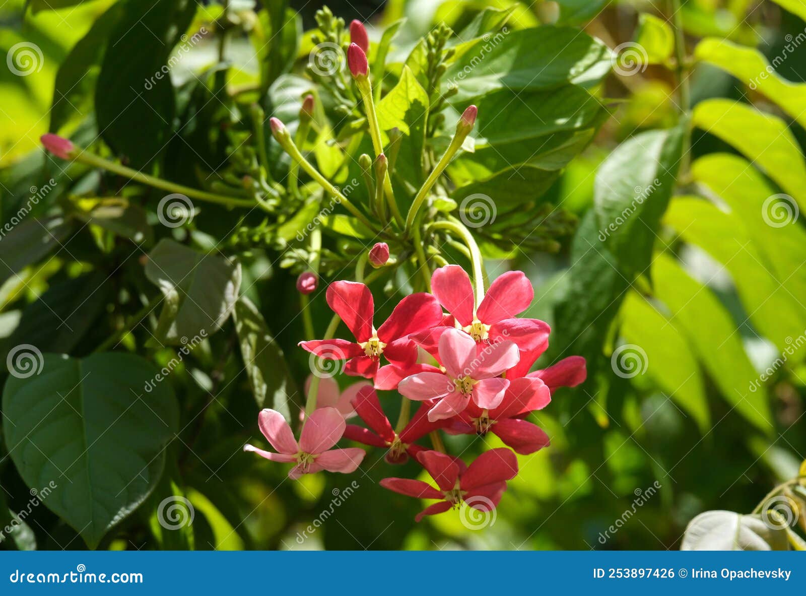 Combretum Indicum Lat. - Combretum Indicum or Quisqualis Indicum Stock ...