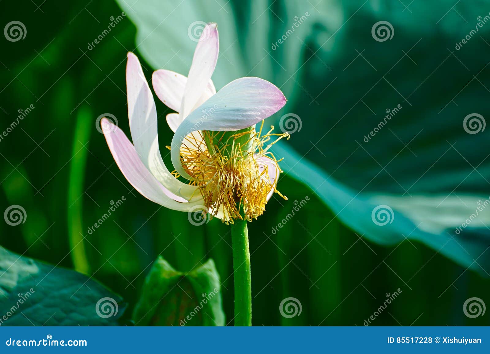 a comely lotus pistil