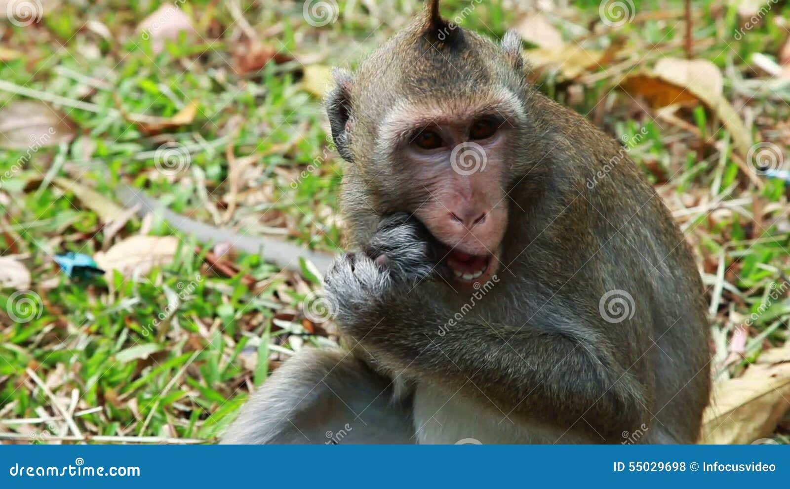 Homem fudendo macaca