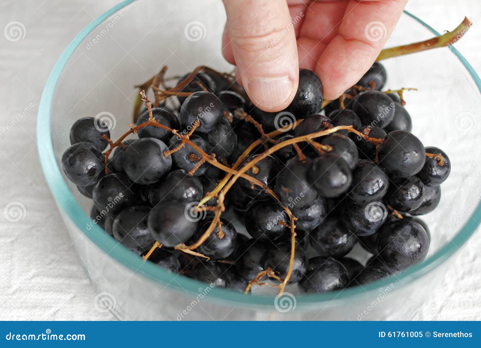 Comendo uvas pretas orgânicas frescas. Dedos que selecionam uvas orgânicas pretas acima recentemente lavadas de um grupo claro da bacia de vidro em um fim de toalha de papel Dedos masculinos brancos adultos que escolhem algumas uvas pretas