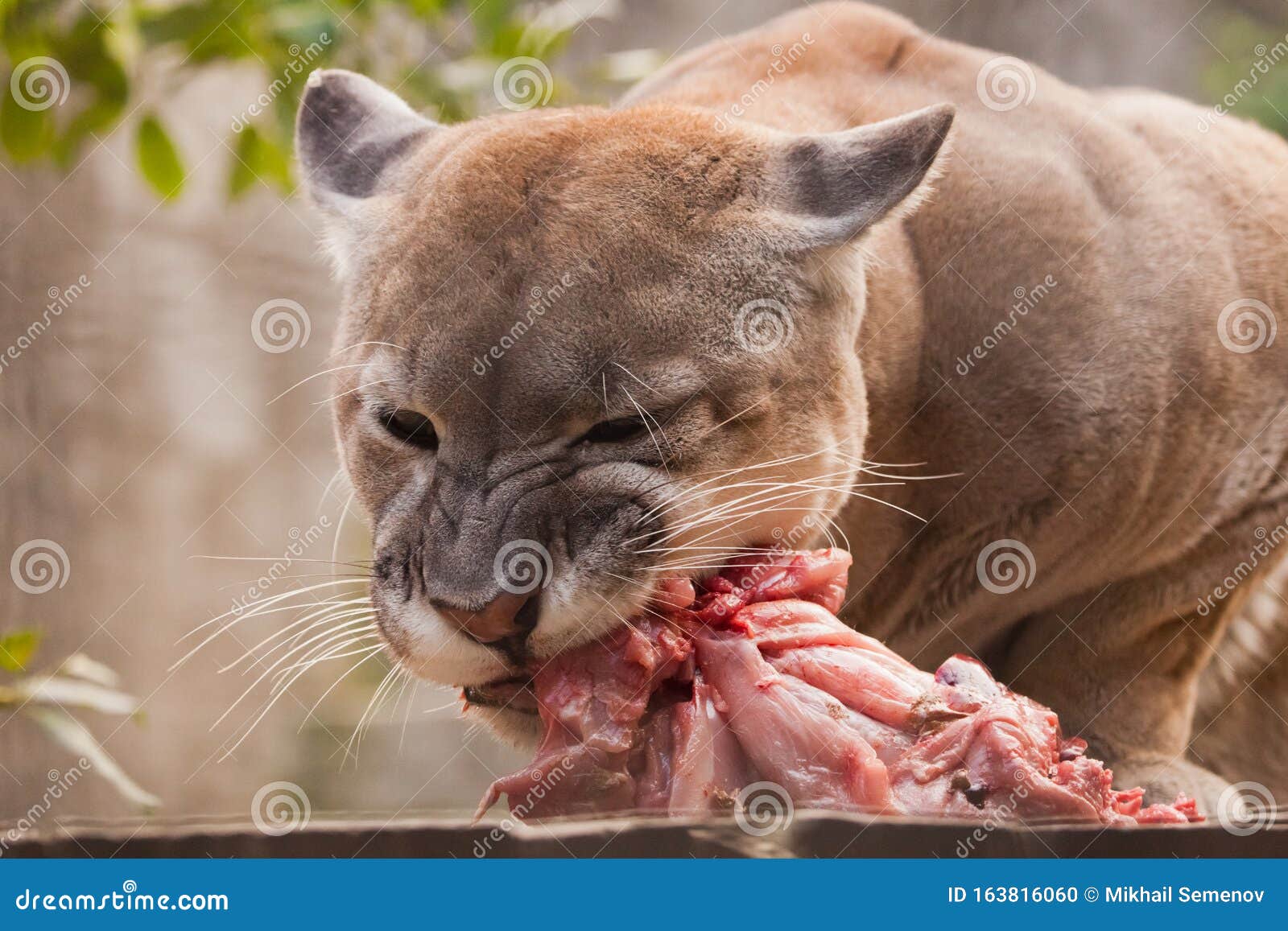 Comer Un Poco De Carne, Un Gran Puma De Gato, Bestia Depredadora Devora a Presa Con Entusiasmo, Retrato De Cerca Foto de archivo - Imagen de piel, gusto: 163816060