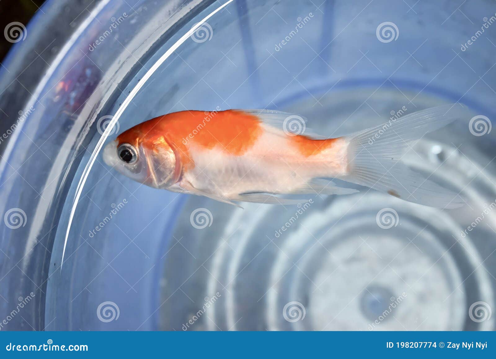 Comet or Common Goldfish Died Due To Poor Water Quality I.e.
