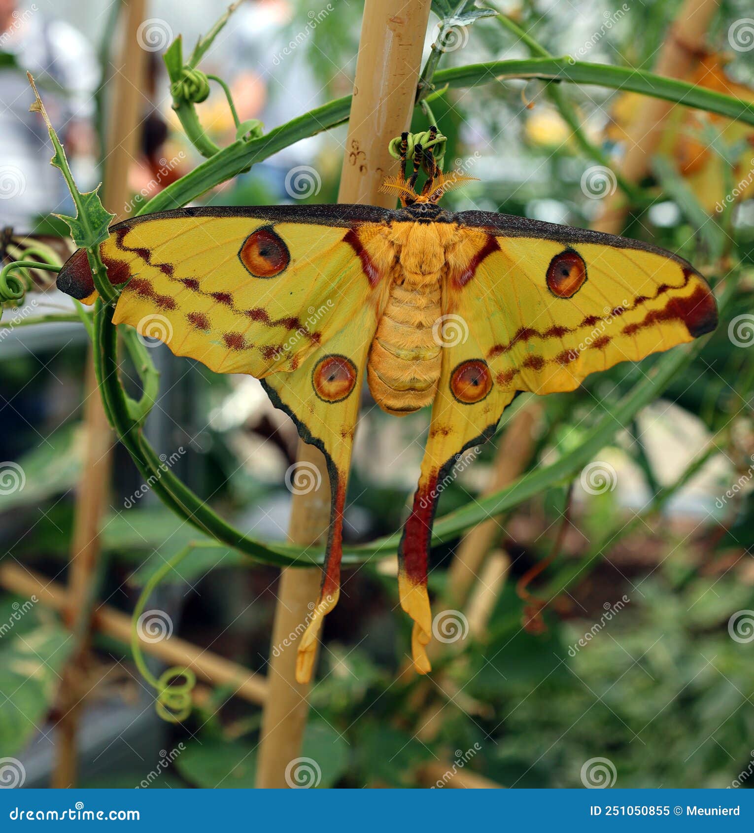 the comet moth or madagascan moon moth argema mittrei