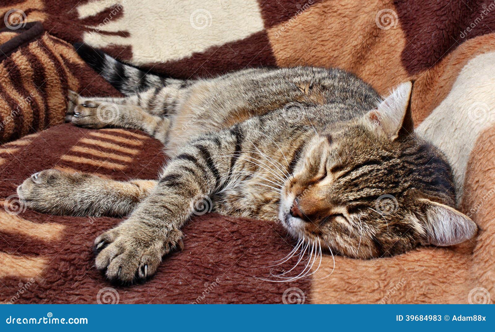 Comfortably sleeping cat stock image. Image of blanket 39684983