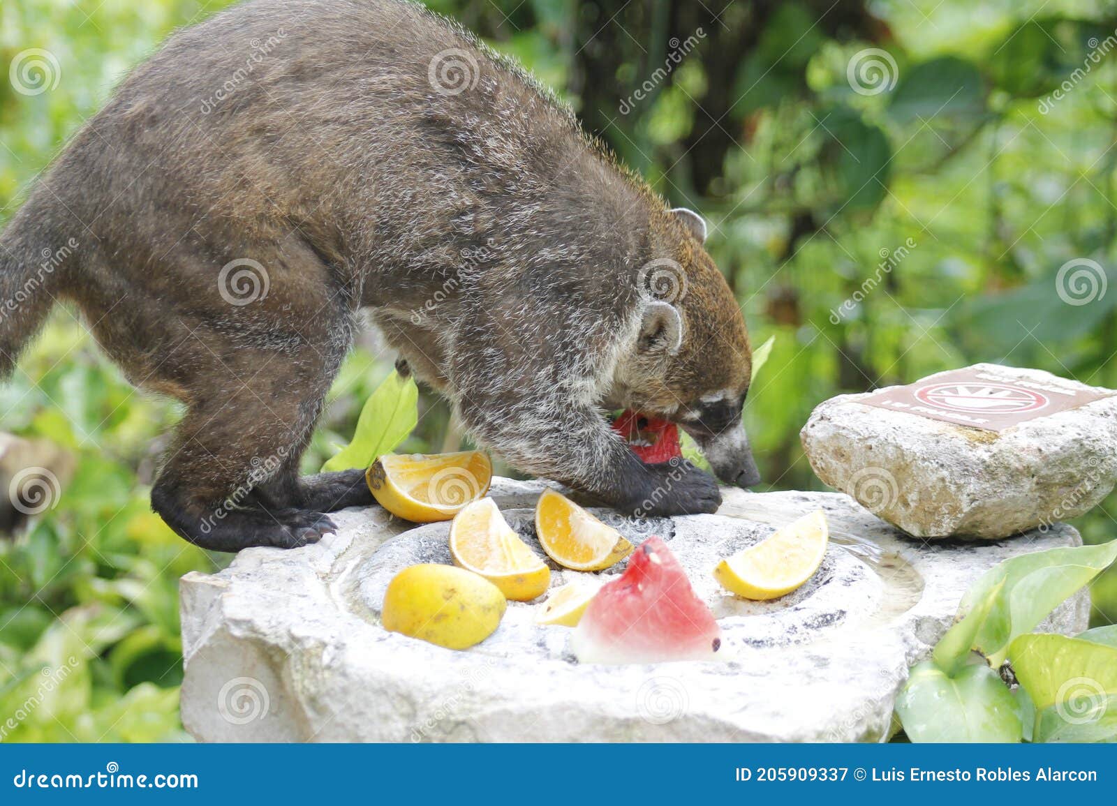 Comida Coati De Castigo Na Selva Imagem de Stock - Imagem de alimento