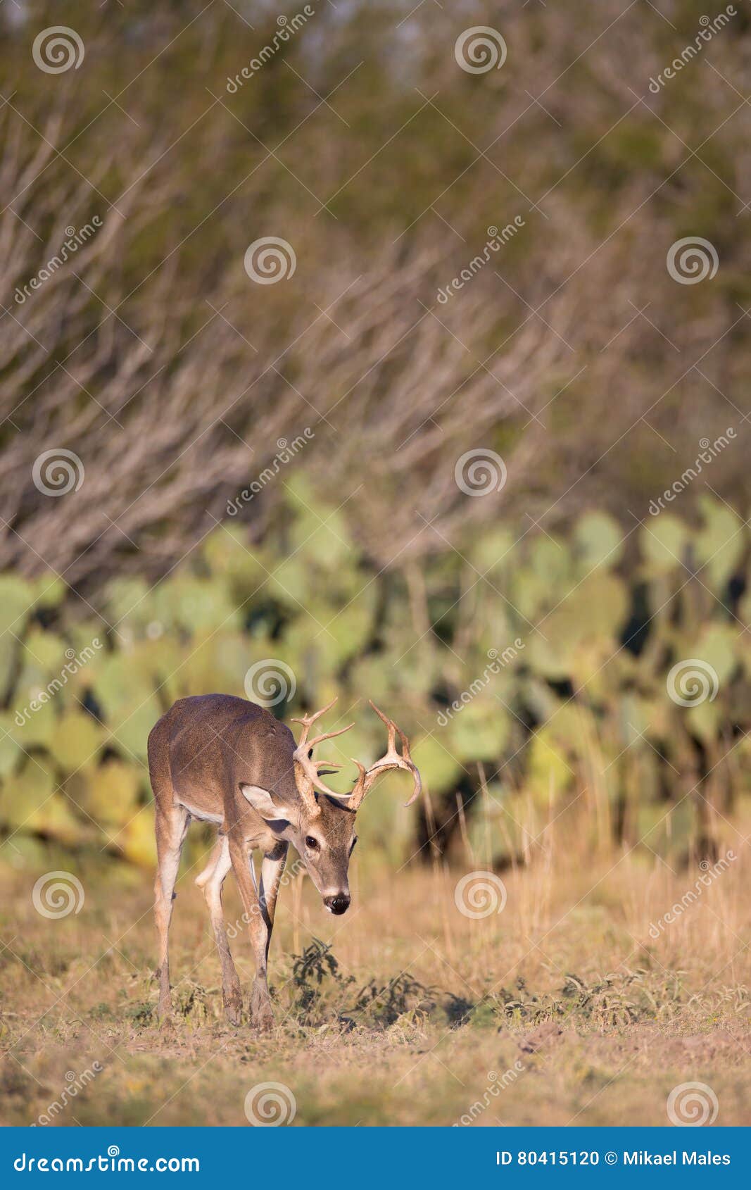 Coming out at sunset stock photo. Image of antler, breeding - 80415120