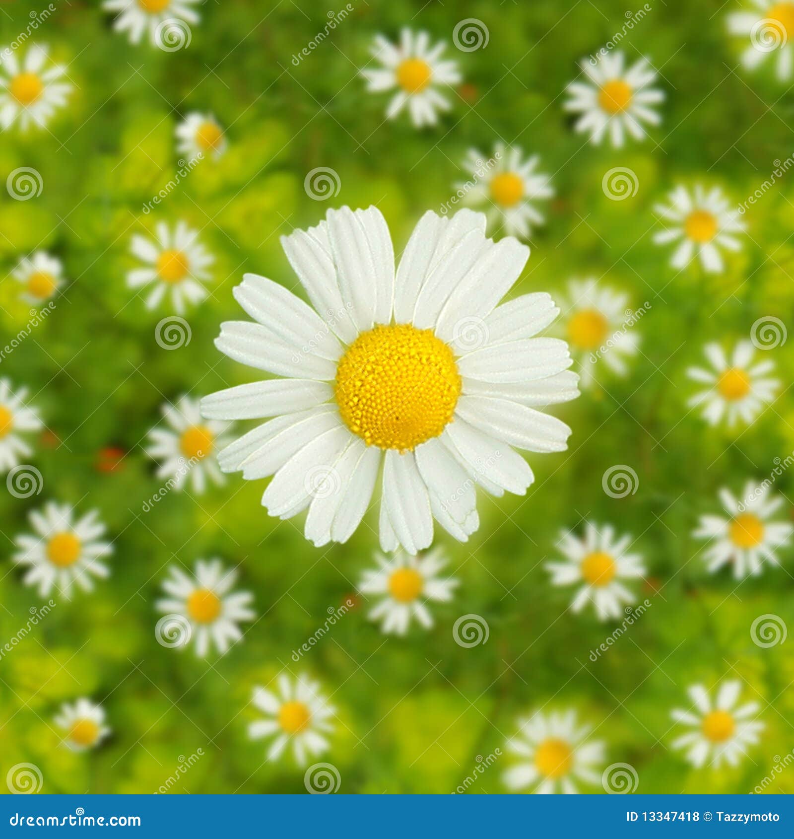 3,455 Colored Daisies Stock Photos - Free & Royalty-Free Stock Photos from  Dreamstime