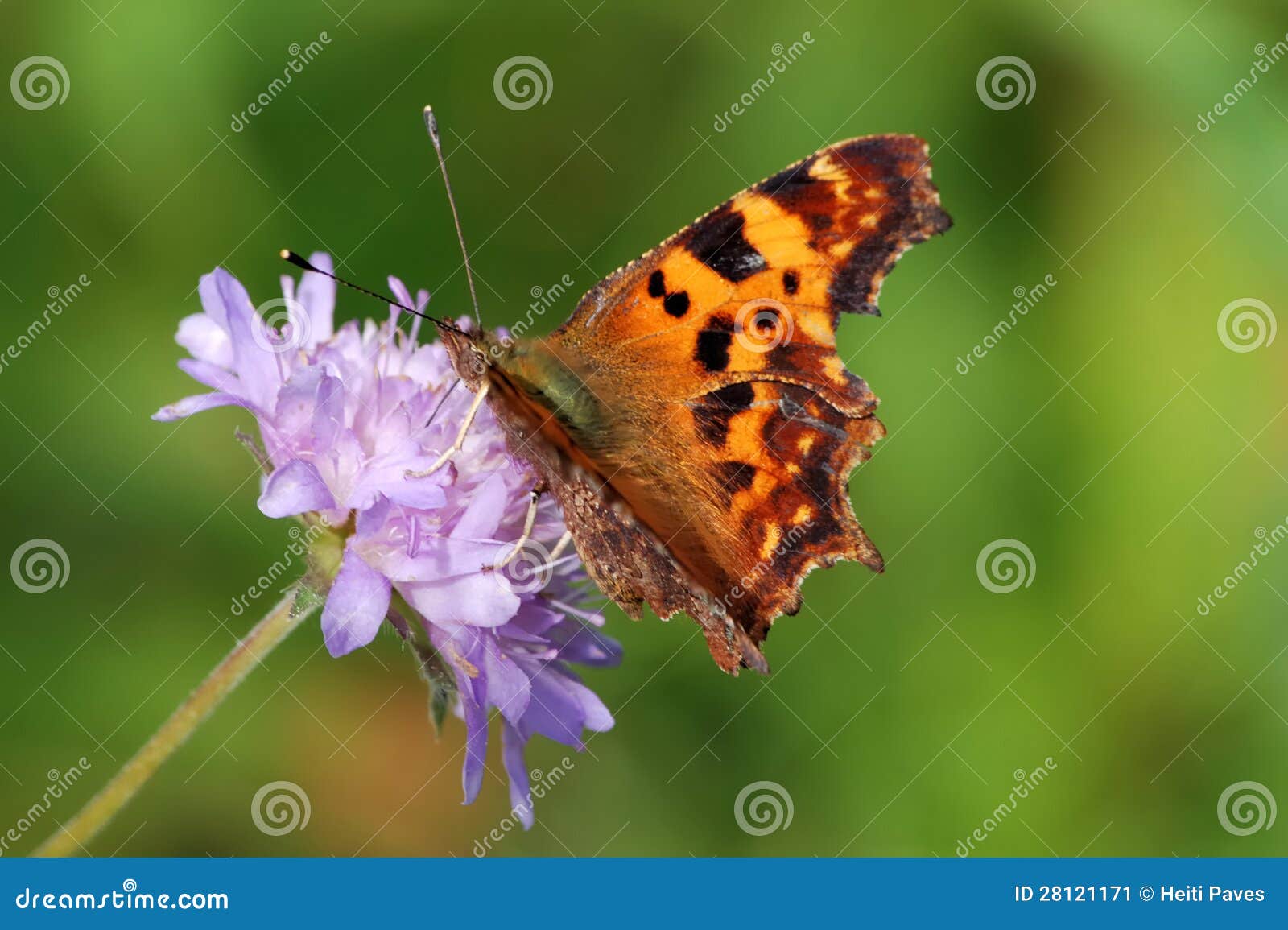 Comma Butterfly (Polygonia c-album) on a flower of field scabious