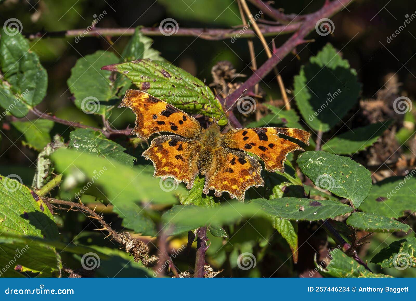 comma butterfly polygonia c-album