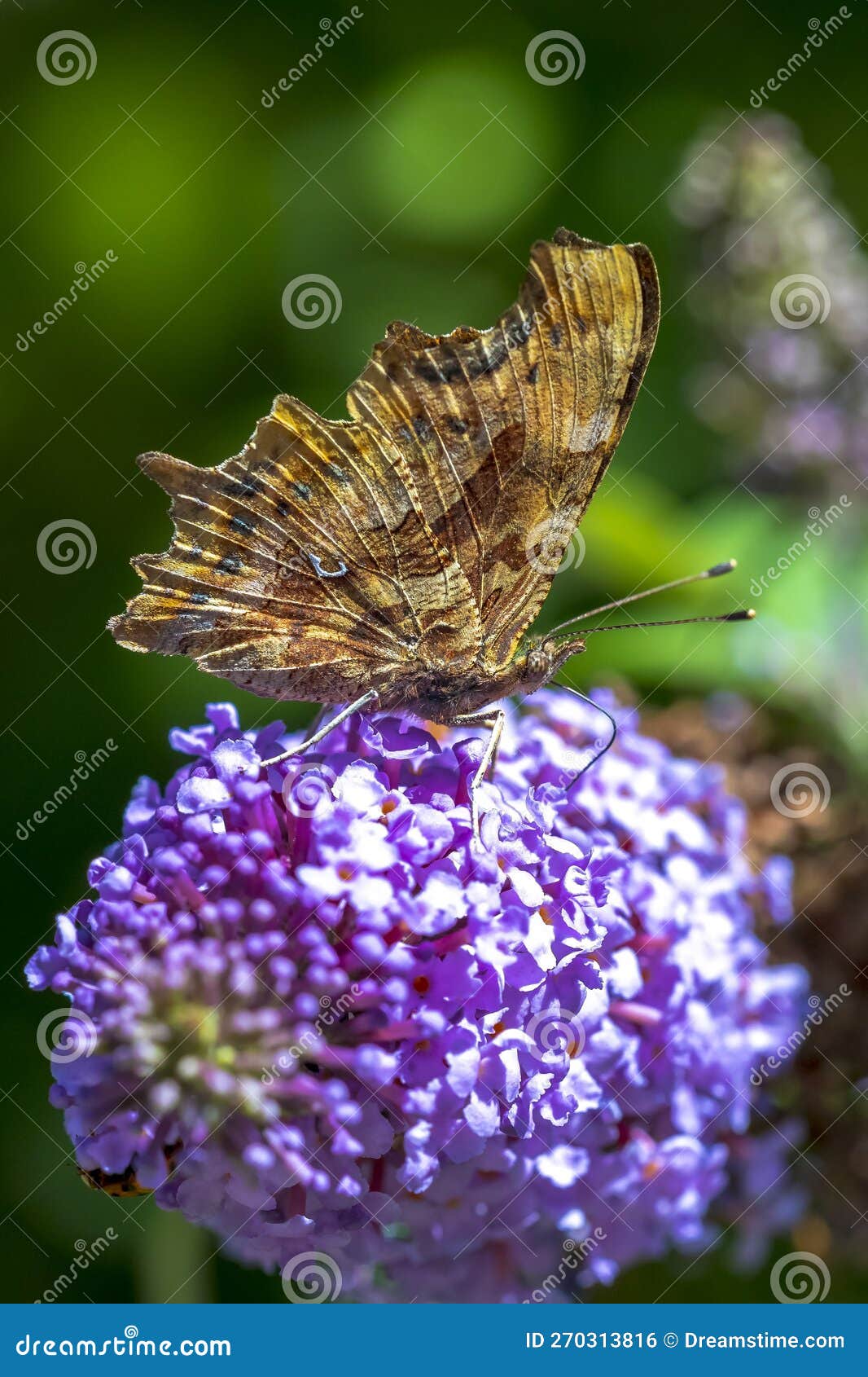 comma butterfly polygonia c-album on purple buddlja flowers
