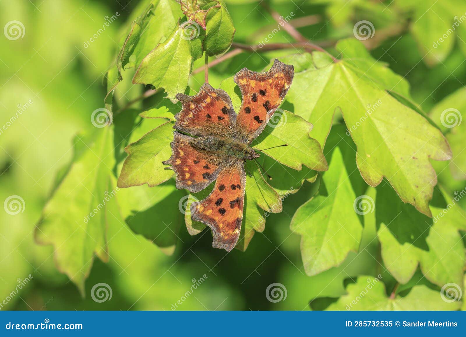 comma butterfly polygonia c-album resting top view