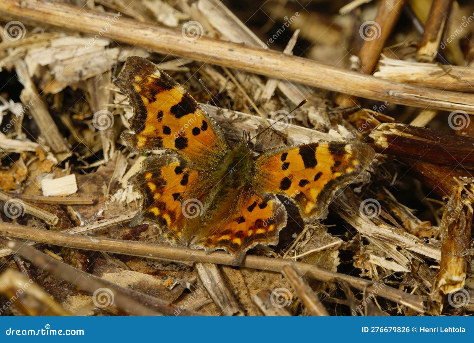 the comma (polygonia c-album) butterfly resting on the ground