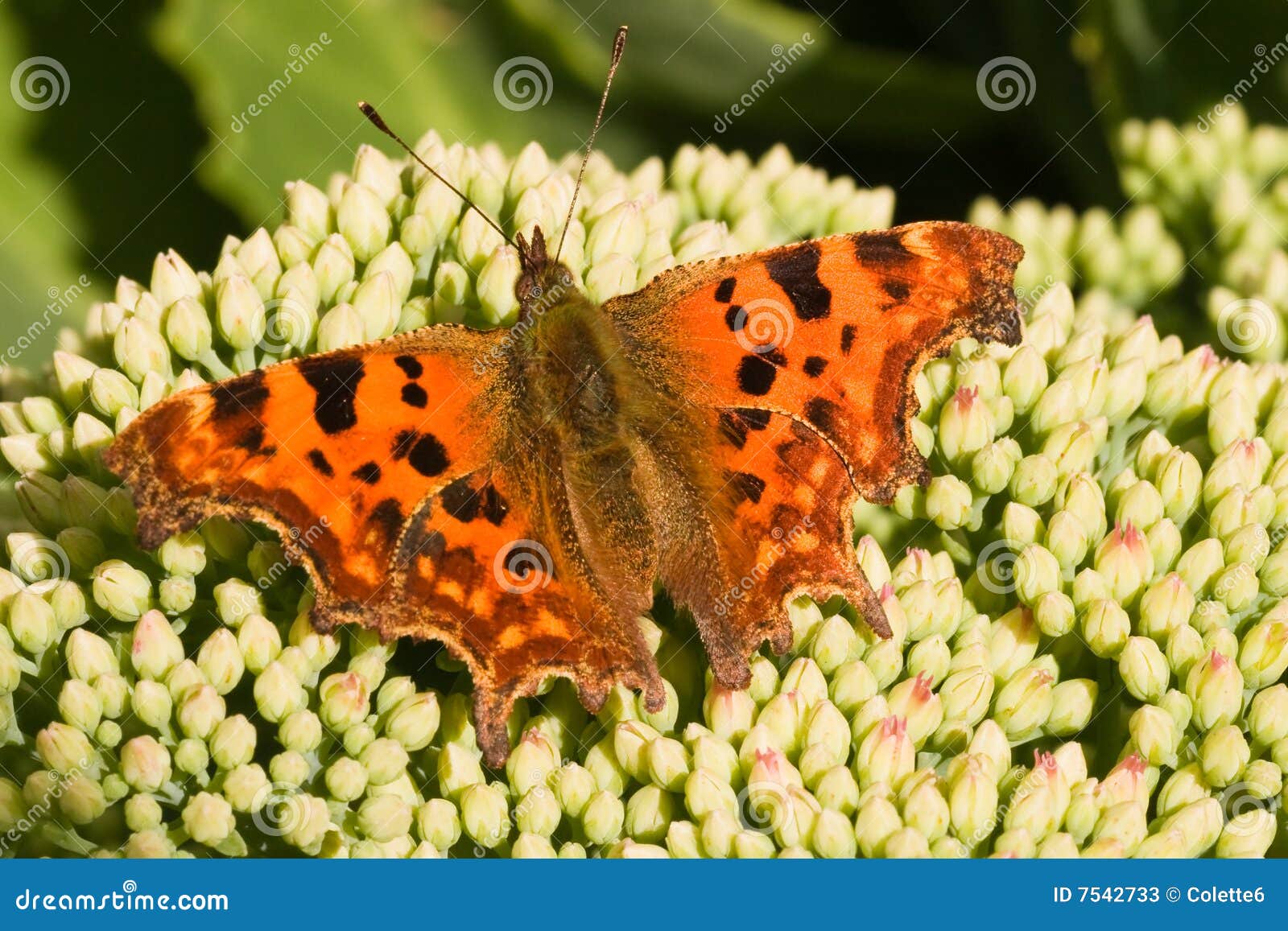 Comma on Sedum Flower Buds in the Sun Stock Image - Image of summer ...