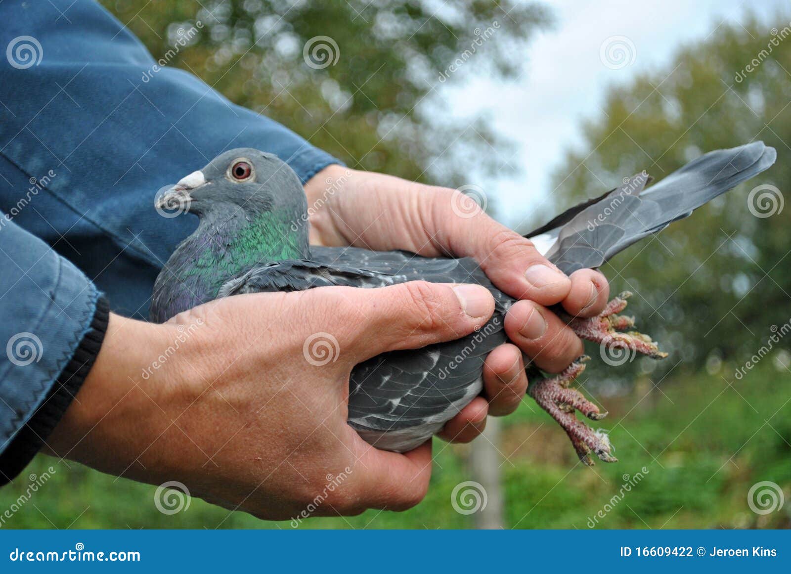 Comment Retenir Un Pigeon Dans Votre Main Photo stock Image du colombier, fixation 16609422