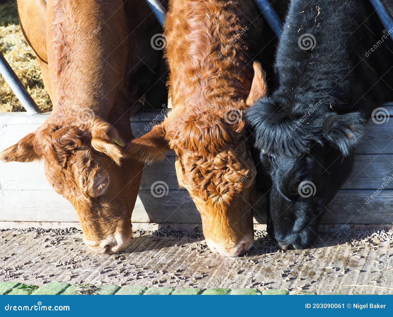 Commercial Cattle stock image. Image of farming, field 203090061