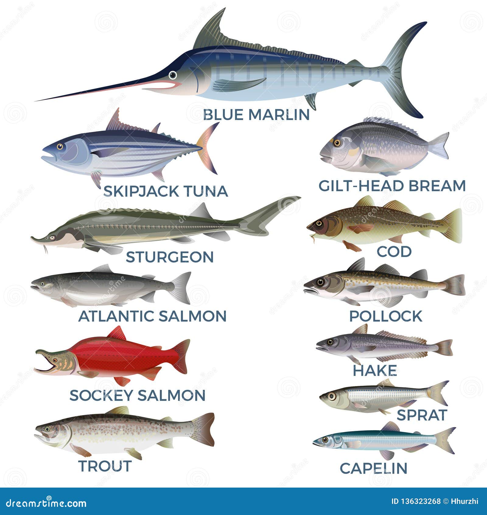 commercial fish species