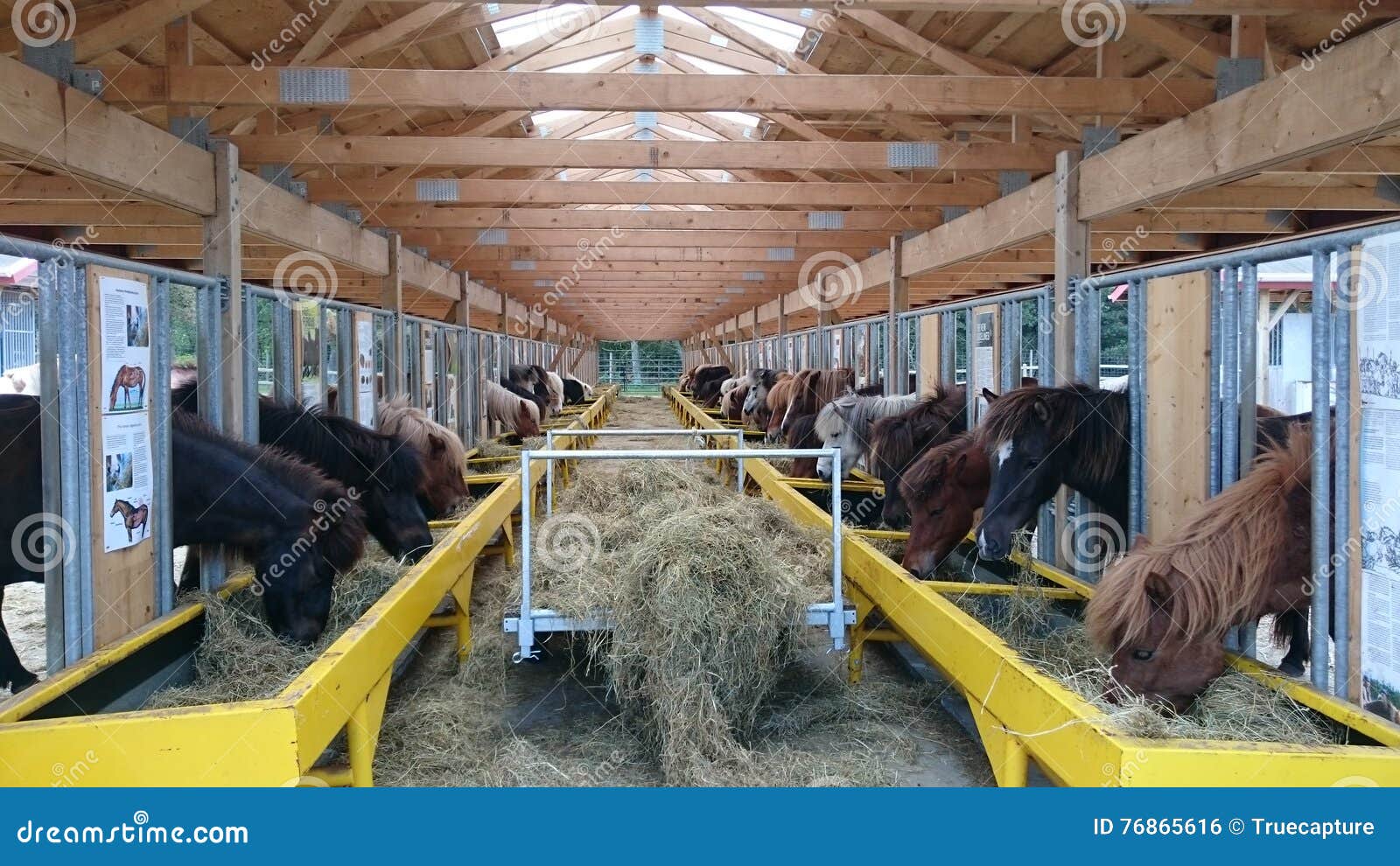 Commercial Stable Horses Feeding Stock Photo Image of stable, eating