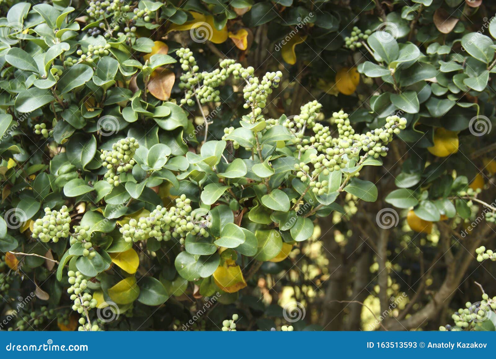 commiphora wightii, with common names indian bdellium-tree or mukul myrrh tree