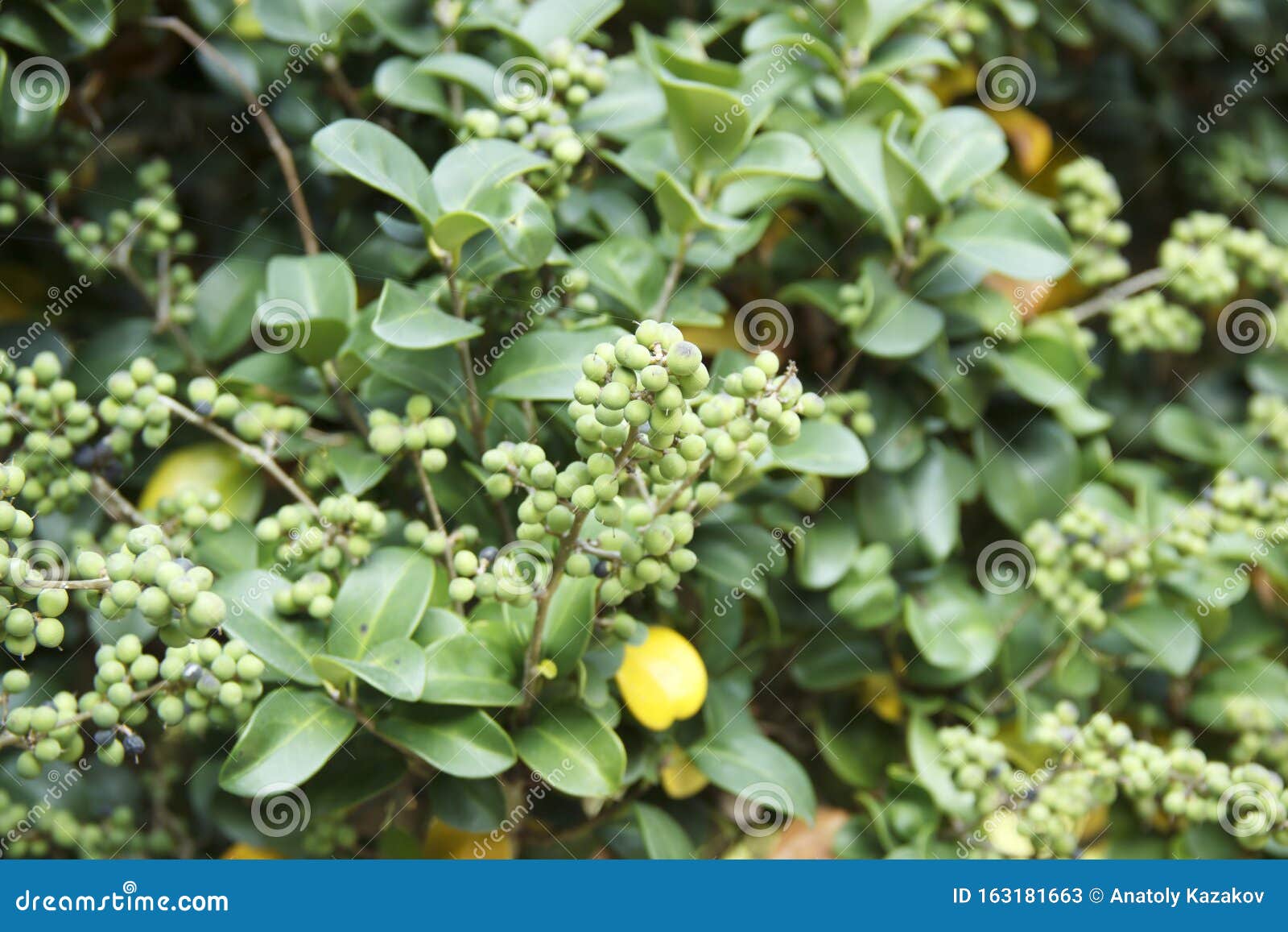 Commiphora Wightii, Mit Den Gebräuchlichen Namen Indischer Bdellium