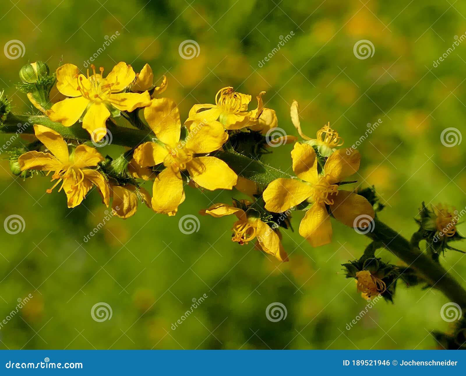 Common Agrimony with Flower in Summer Stock Photo Image of petal, pharmaceutical 189521946
