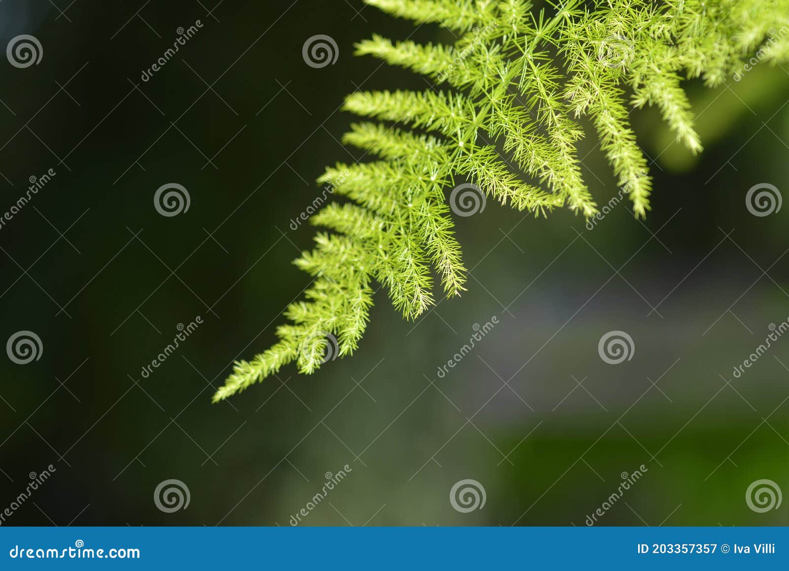 Common asparagus fern stock image. Image of ferny, nature 203357357