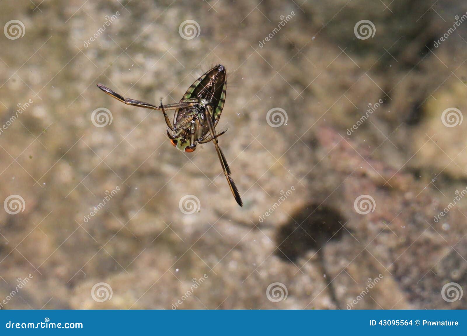 Common Backswimmer stock photo. Image of animal, wildlife 43095564