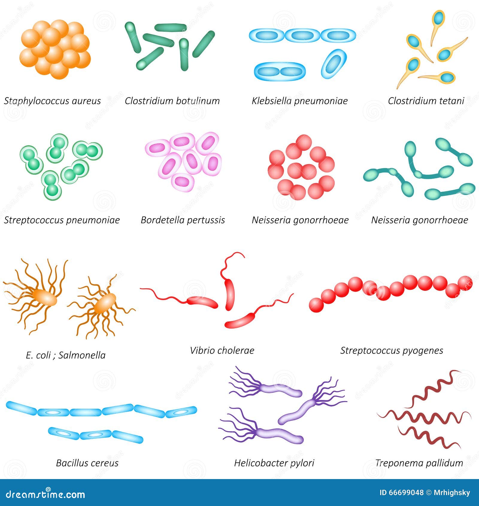 Common Mouth Bacteria 53