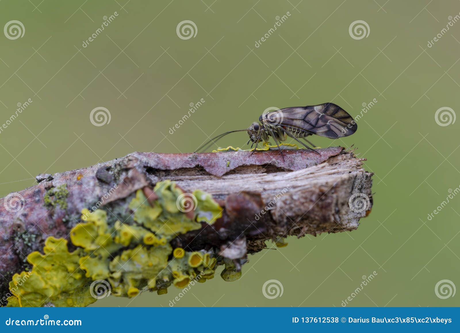 common barklice sitting on twig