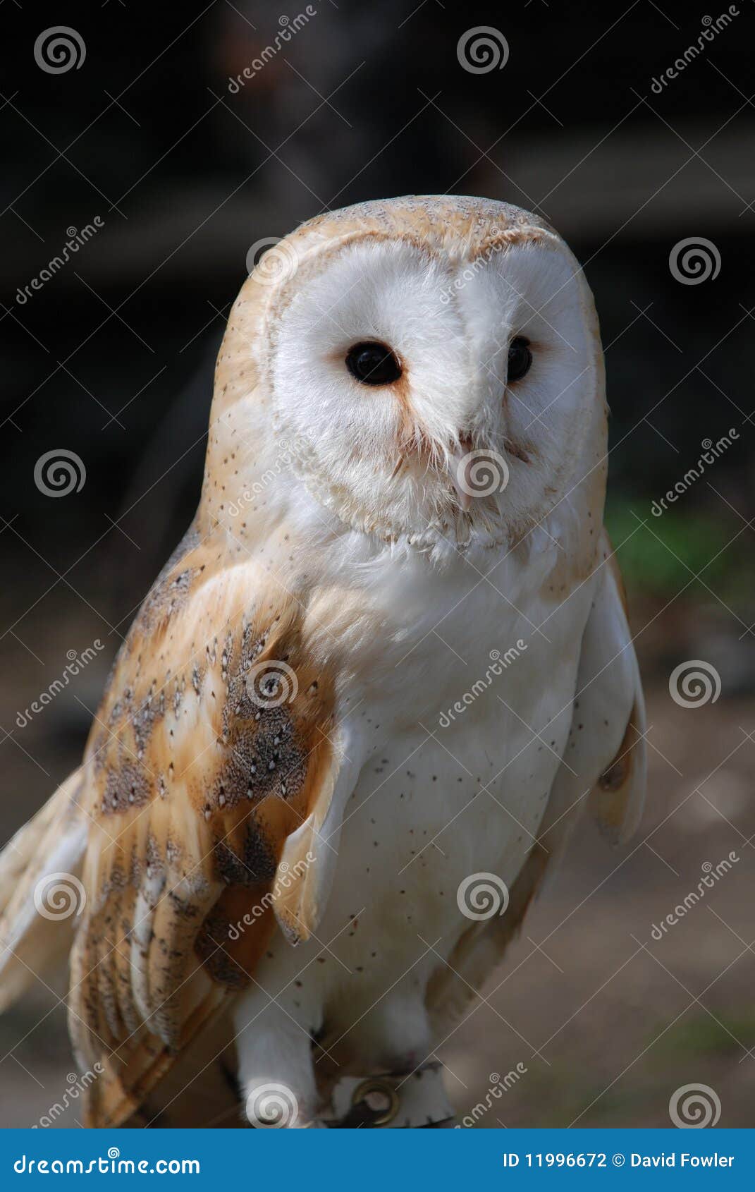 Common Barn Owl stock photo. Image of common, portrait 11996672