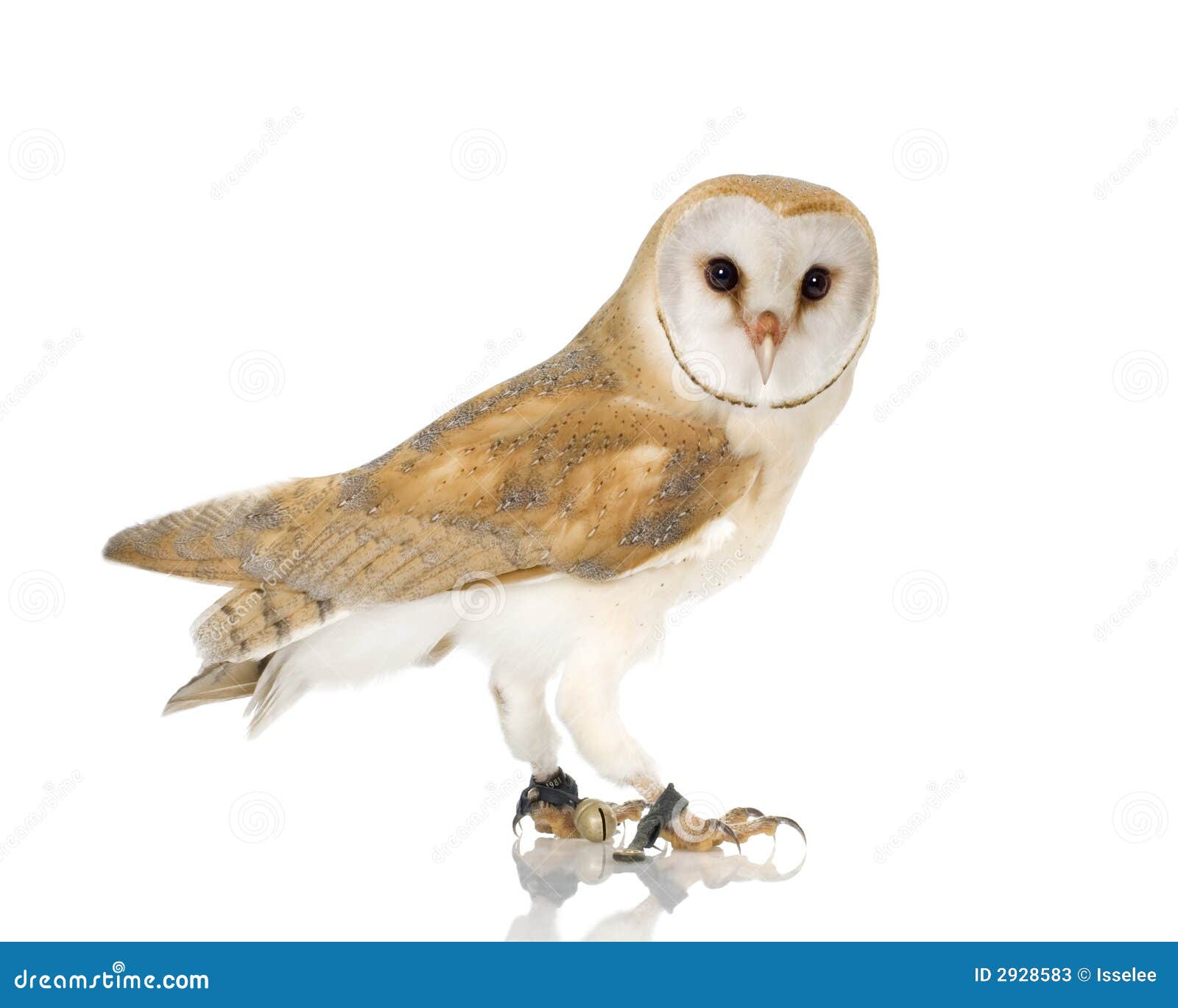 common barn owl 4 mounths 2928583