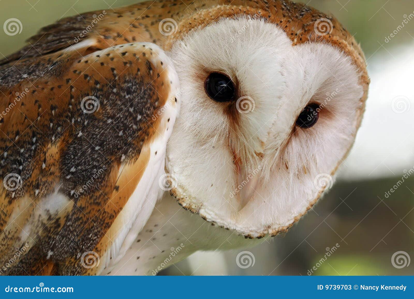 Common Barn Owl stock image. Image of close, animal, portrait 9739703