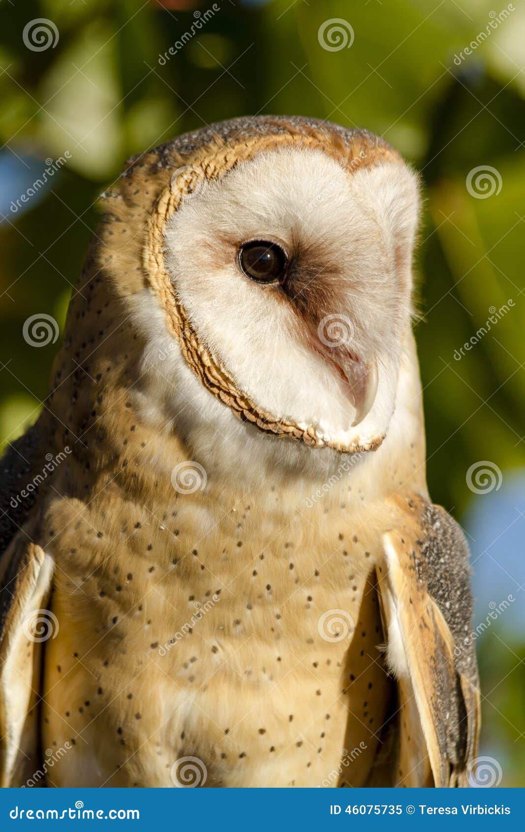 Common Barn Owl In Autumn Setting Stock Image Image Of Night
