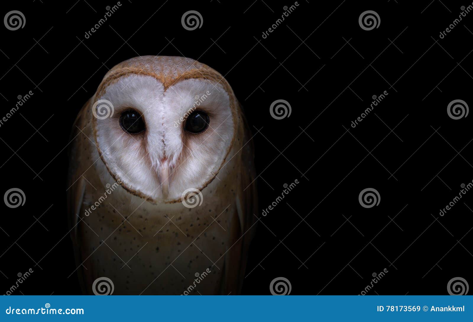 Common Barn Owl In The Dark Stock Image Image Of Carnivore