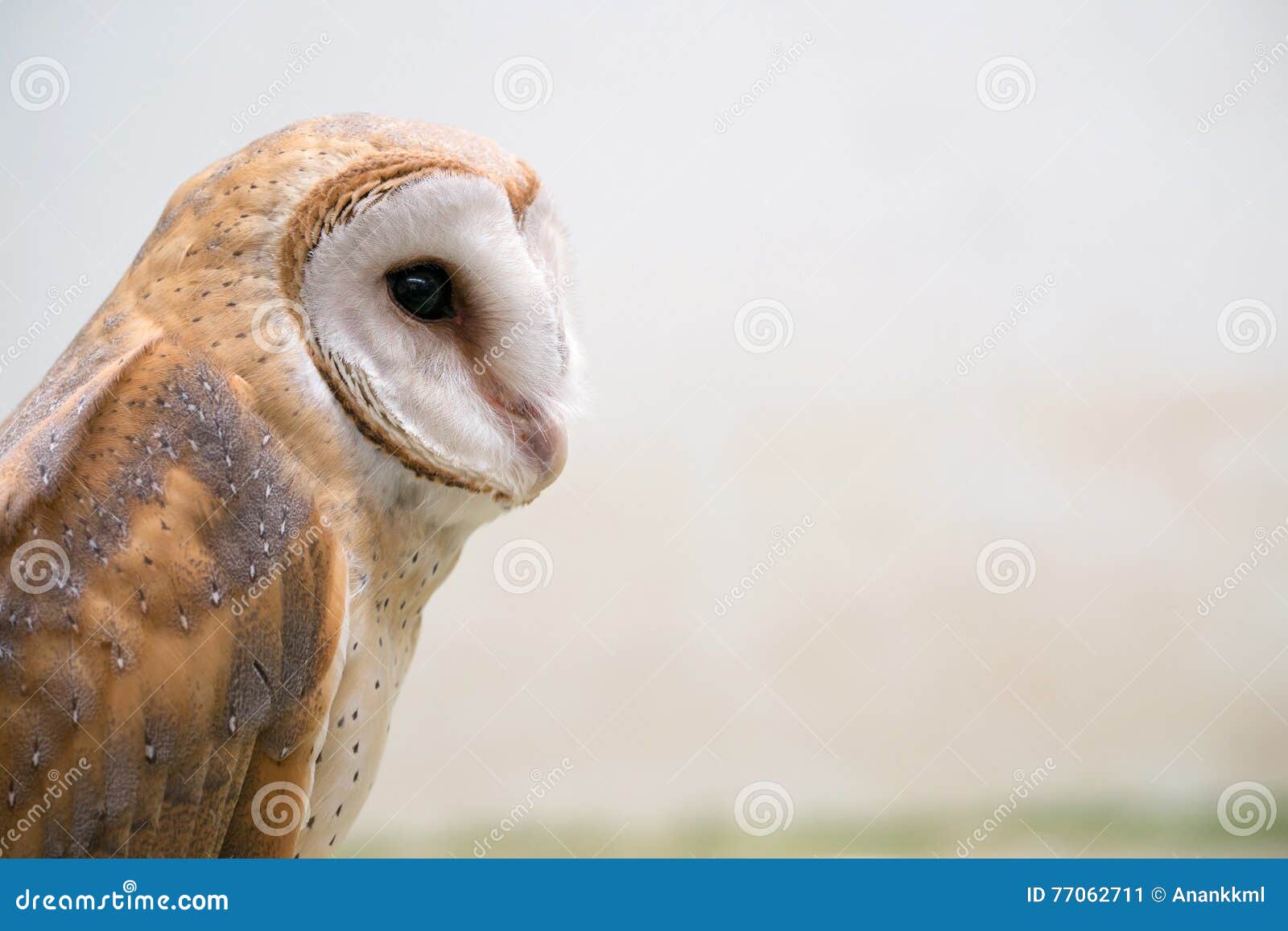 Common Barn Owl Stock Image Image Of Prey Carnivore 77062711