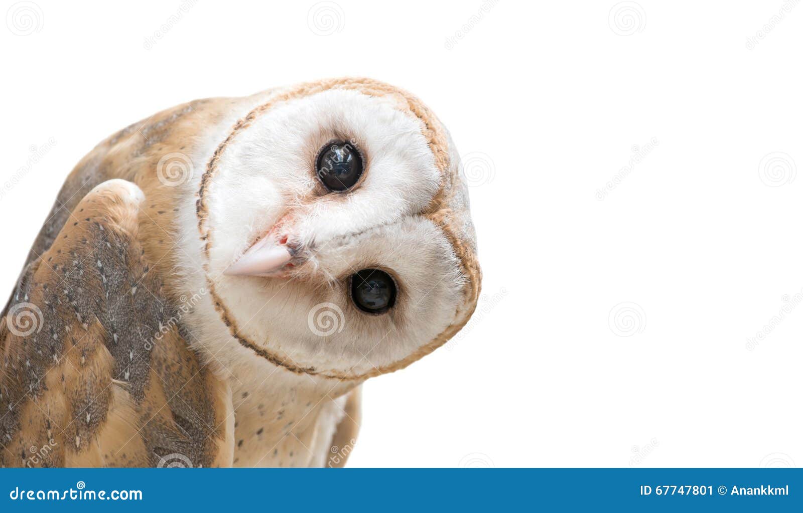 common barn owl ( tyto albahead ) 