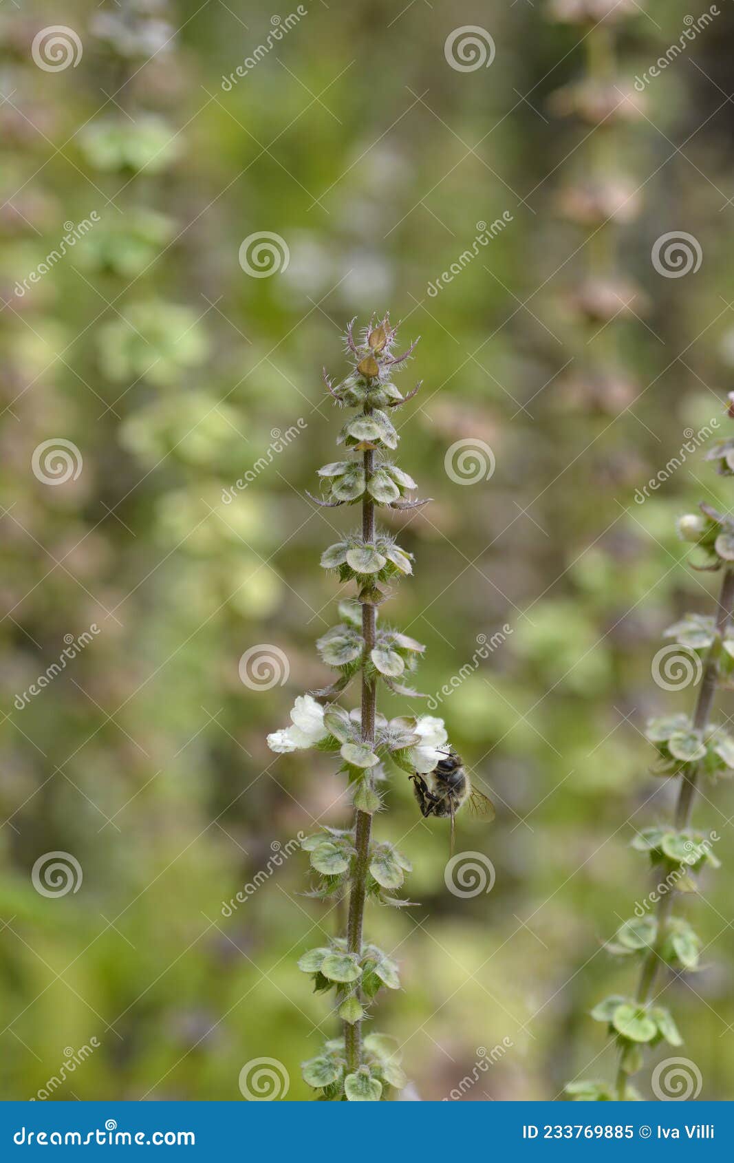 Common basil stock image. Image of outdoors, white, green 233769885