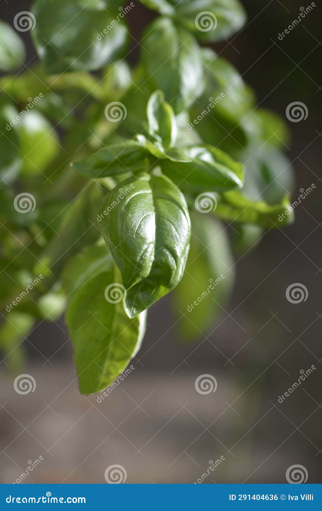Common basil stock photo. Image of basil, cultivar, sweet 291404636