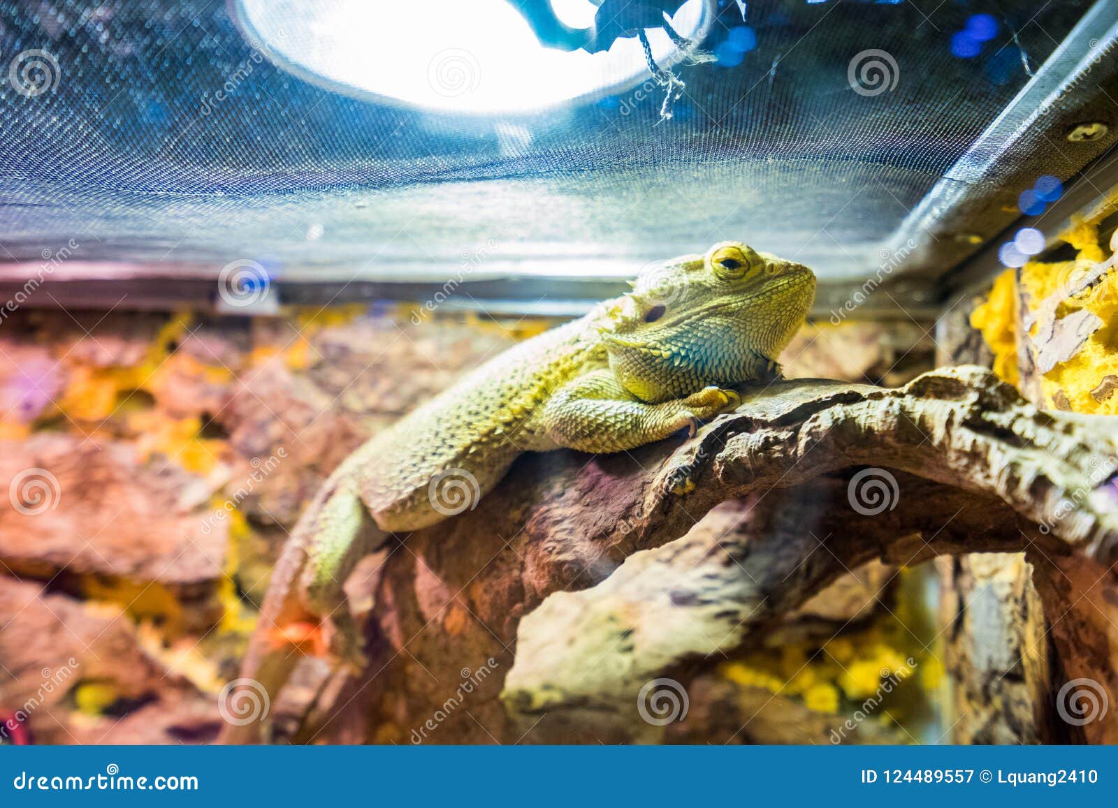 the common basilisk in phu quoc, vietnam