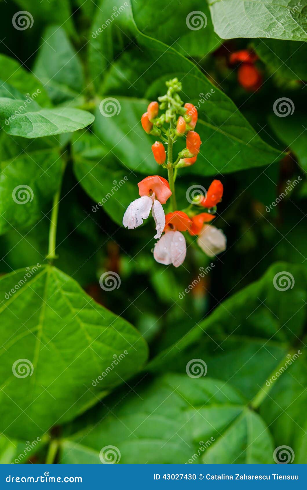 Common bean flowers stock photo. Image of legume, plants 43027430