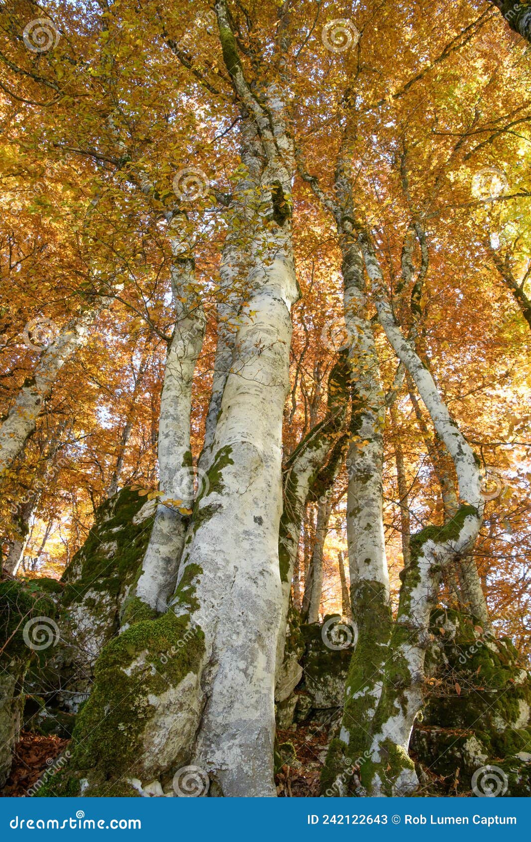 european beech, fagus sylvatica, golden red autumn colours
