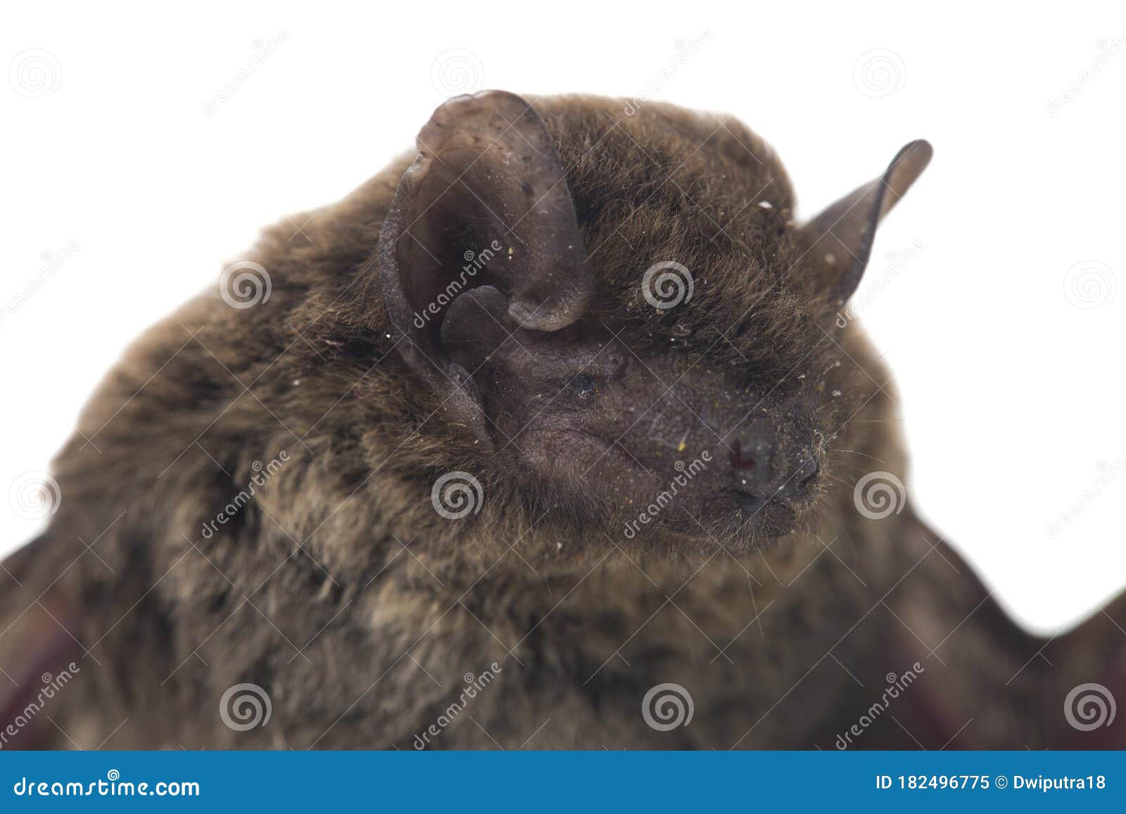 the common bent-wing bat, schreibers` long-fingered bat, or schreibers` bat miniopterus schreibersii  on white backgroun