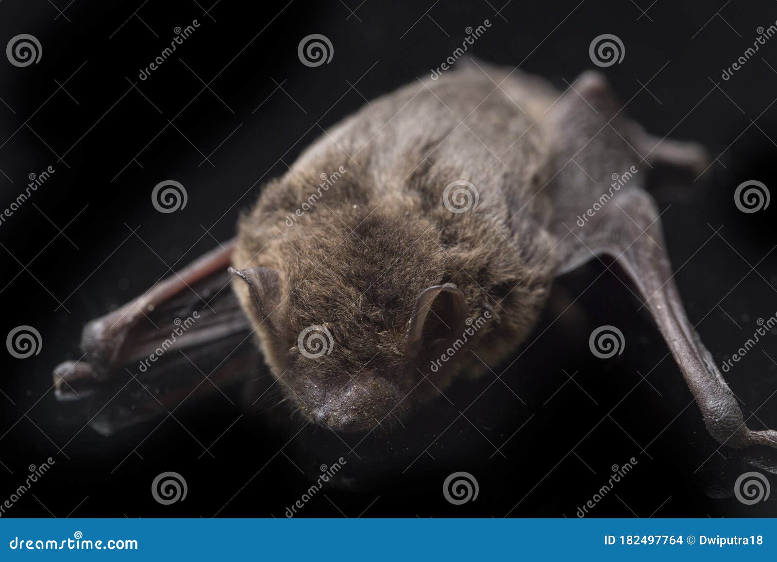 the common bent-wing bat, schreibers` long-fingered bat, or schreibers` bat miniopterus schreibersii  on black backgroun