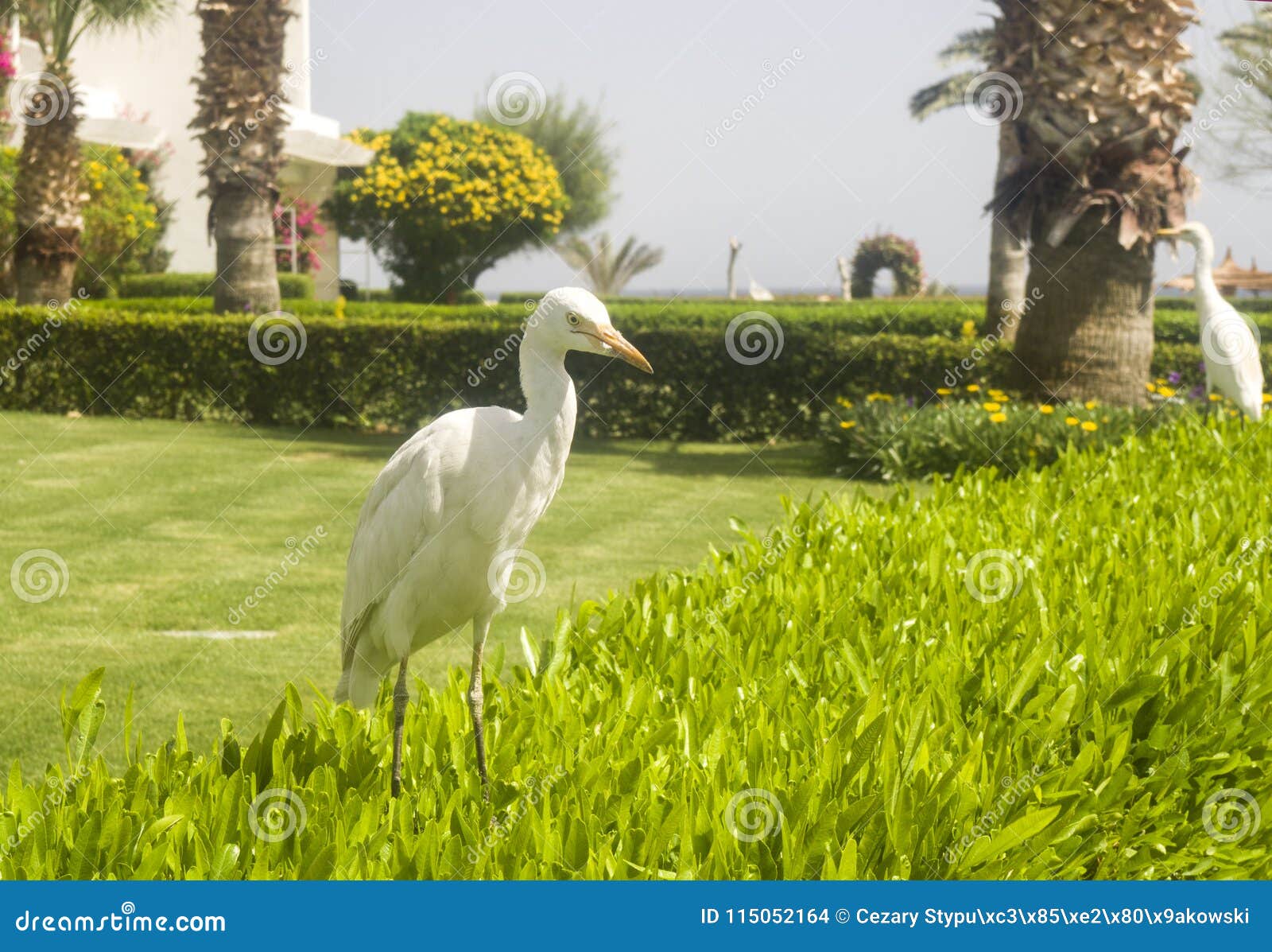 Bubulcus Ibis Egypt, Common Bird Stock Photo Image of color, feather 115052164